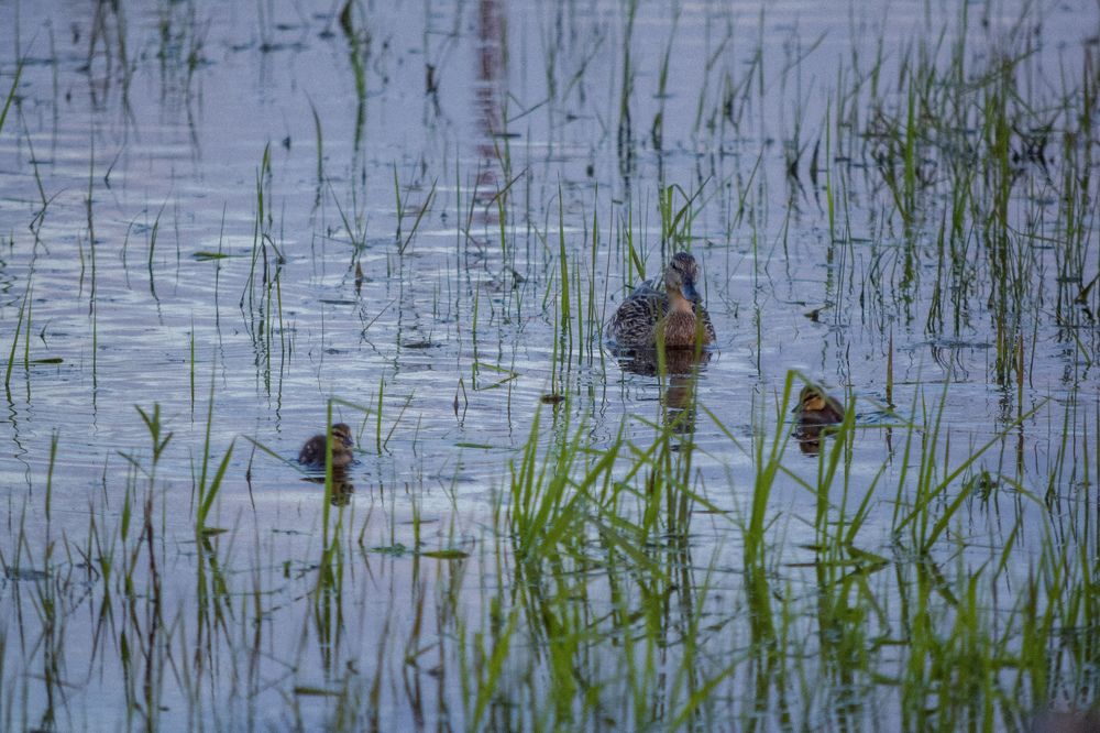 Фотография автора Екатерина Высоцкая