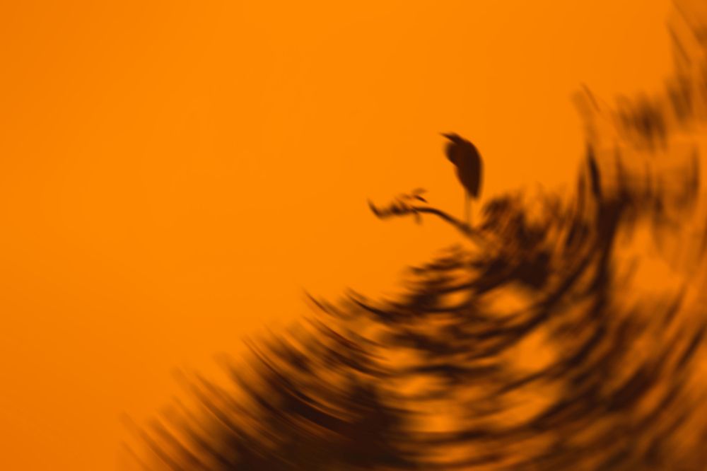 Photograph by Shamim Al Noor