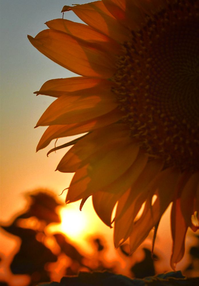 Photograph by Екатерина Гордеева