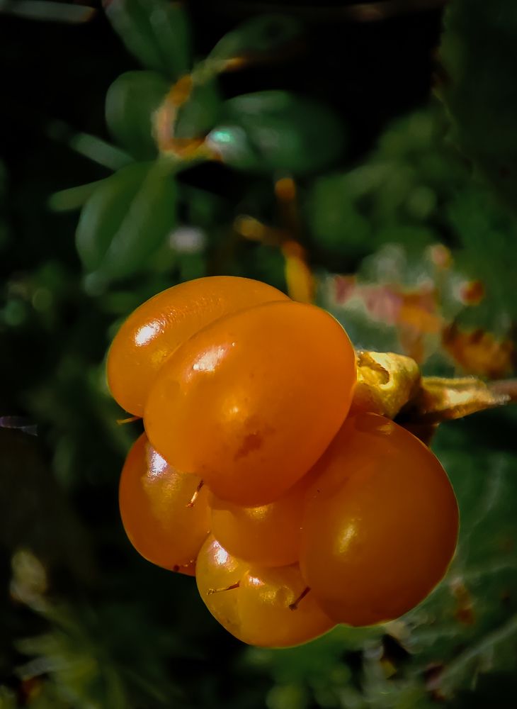 Photograph by Алёна Пшеленская