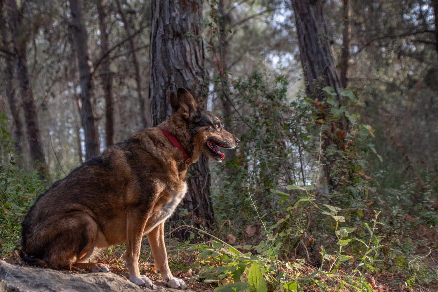 My friend in the woods