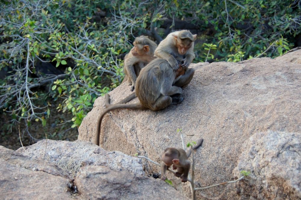 Семейство обезьян.