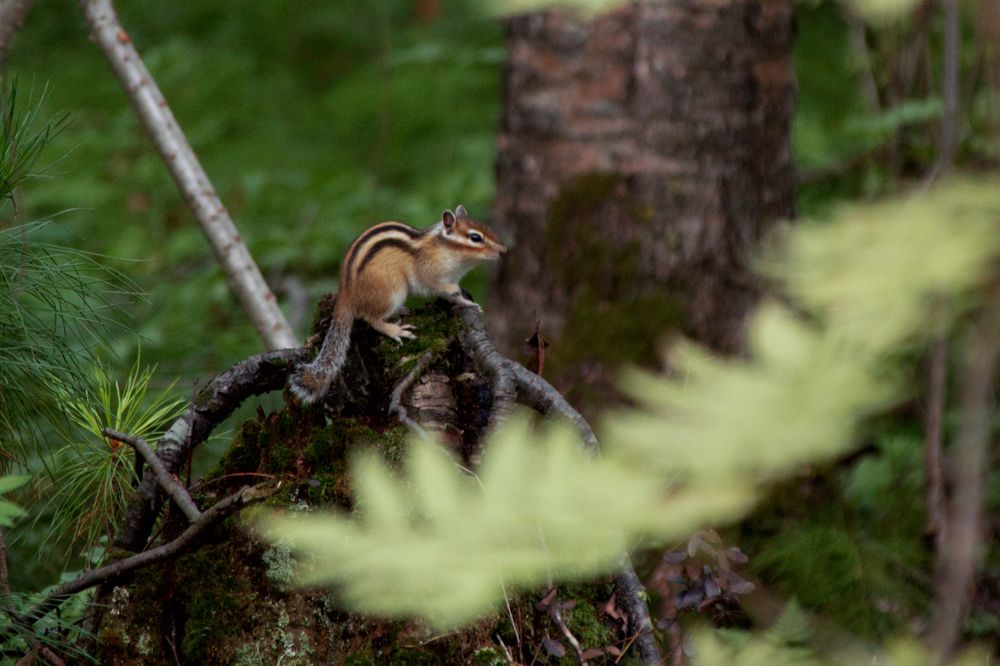Photograph by Эльвира Львицкая