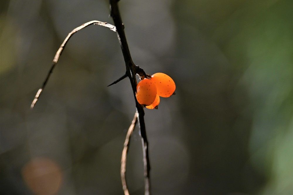 Фотография автора IRINA FILIPPOVA