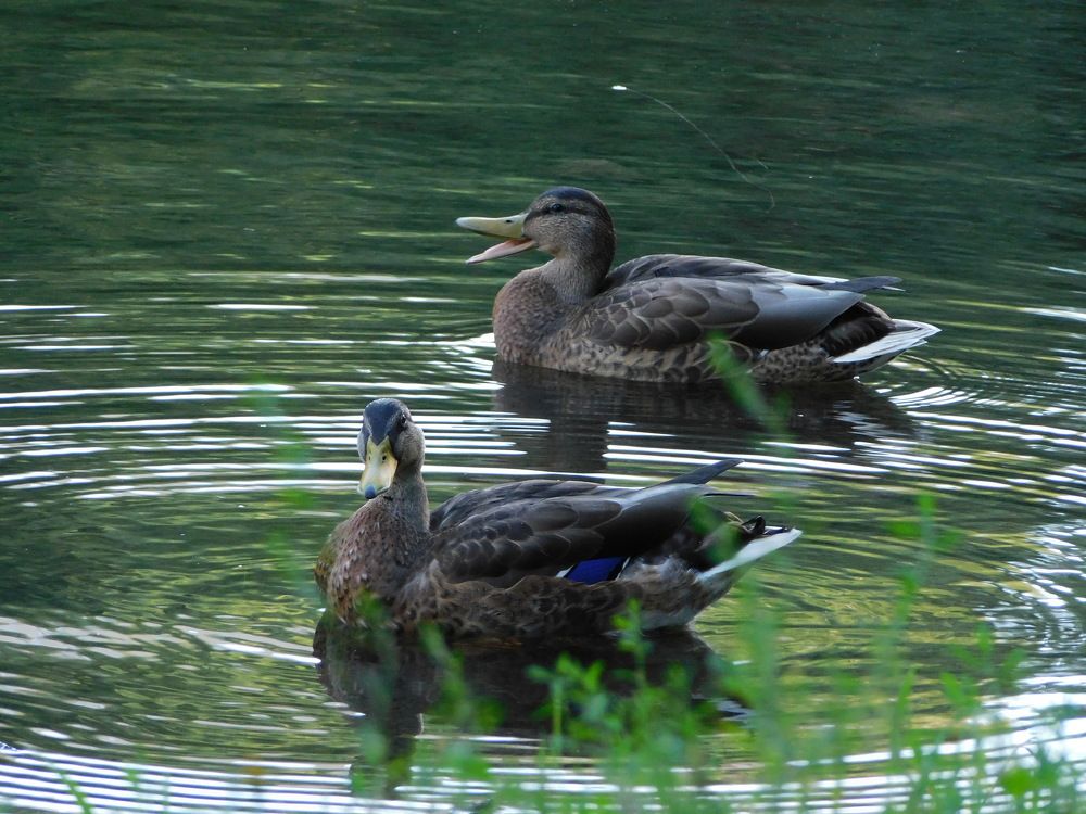 Фотография автора Кулиш Татьяна