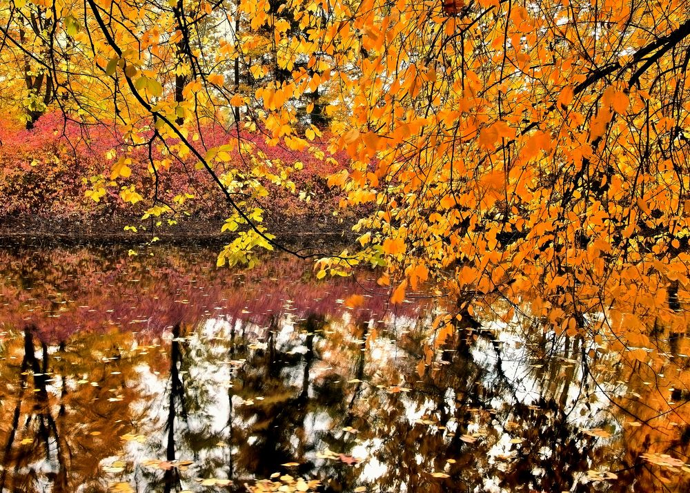 Осенний сон