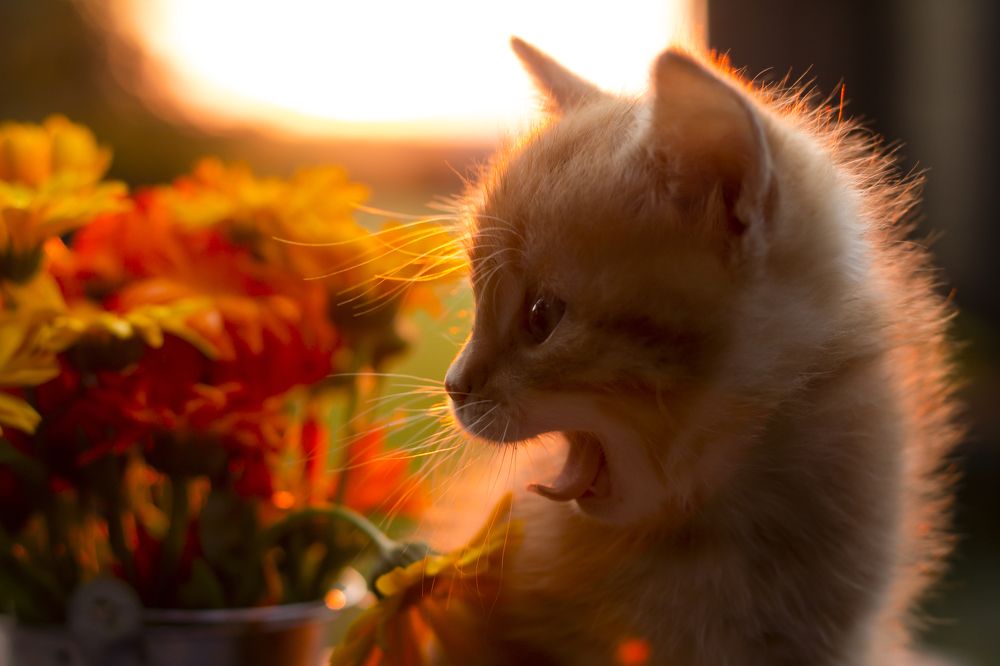 Photograph by Дарья Ващенко-Панкина