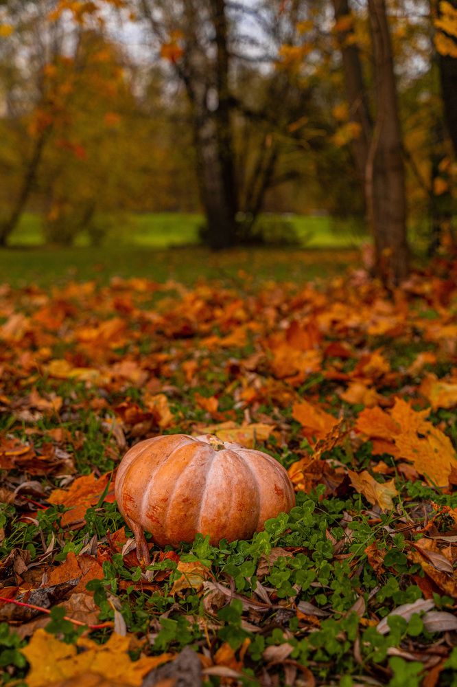 Photograph by Алена Устинович