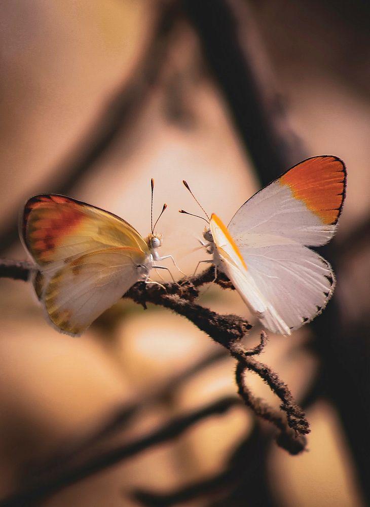 Photograph by Waleed Yousuf Alwahaibi