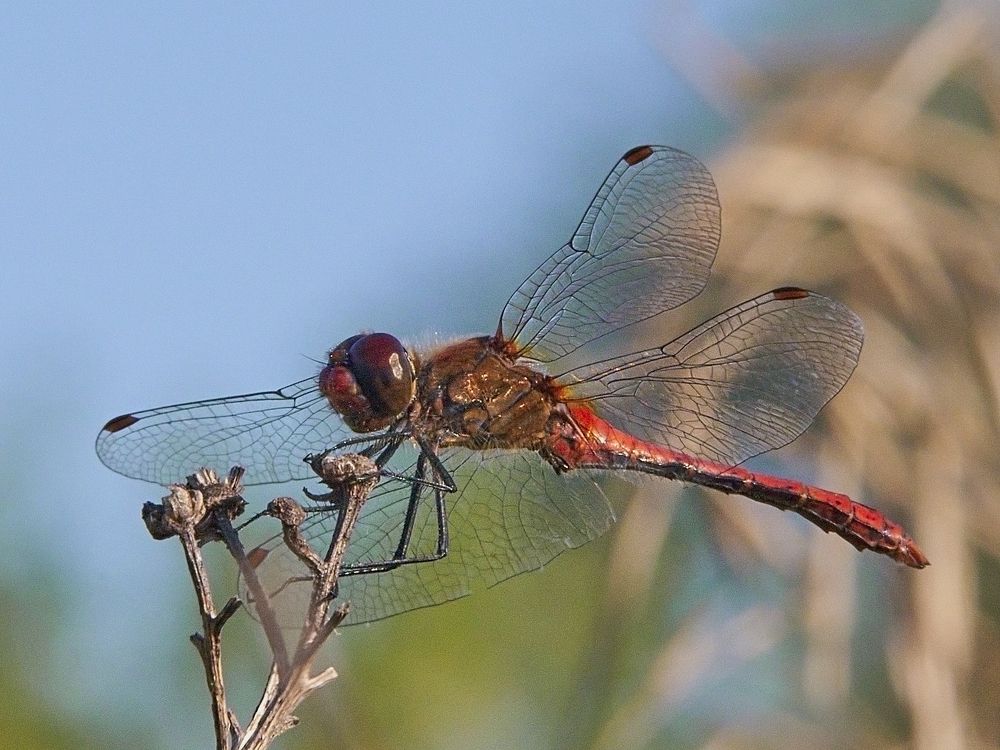 Photograph by Игорь Зиновьев