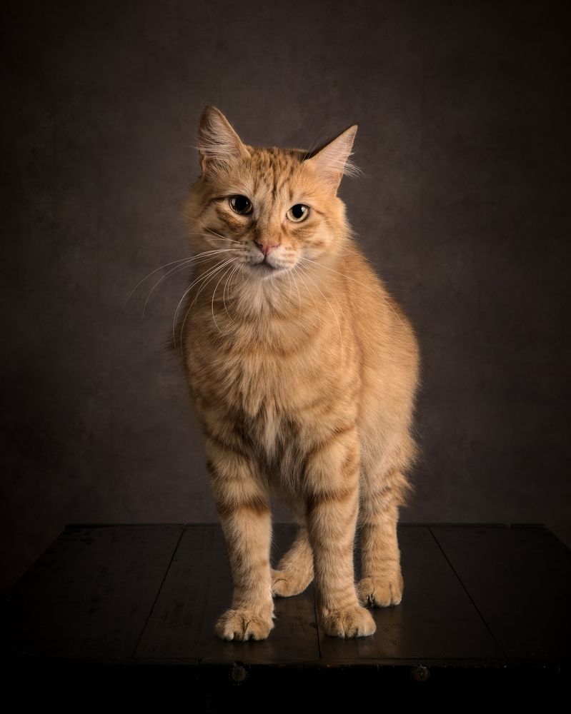 Photograph by Niko Albornoz