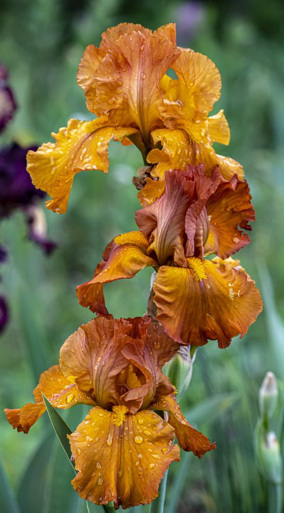 Photograph by Савчук Сергей