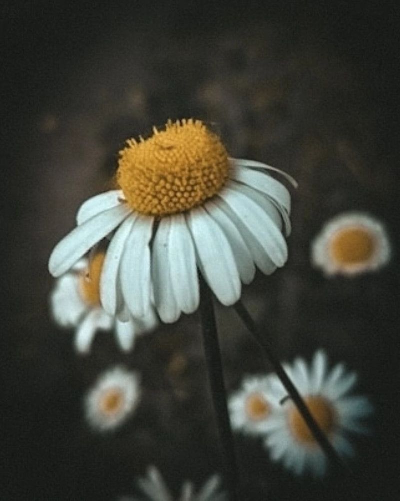 Photograph by Дарья Макаревич