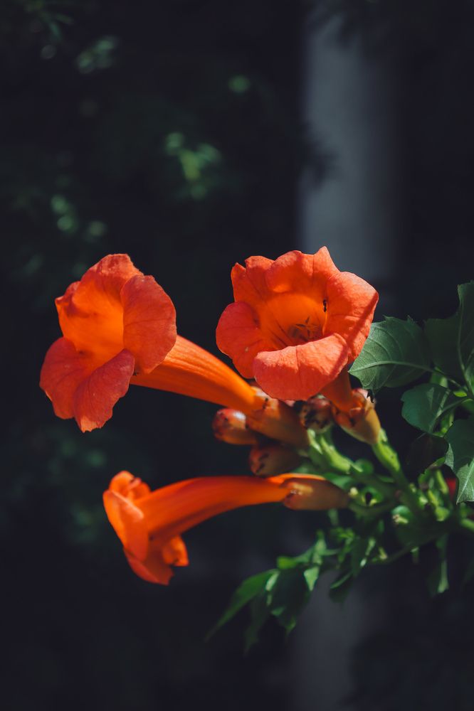 Фотография автора Юлия Гантимурова