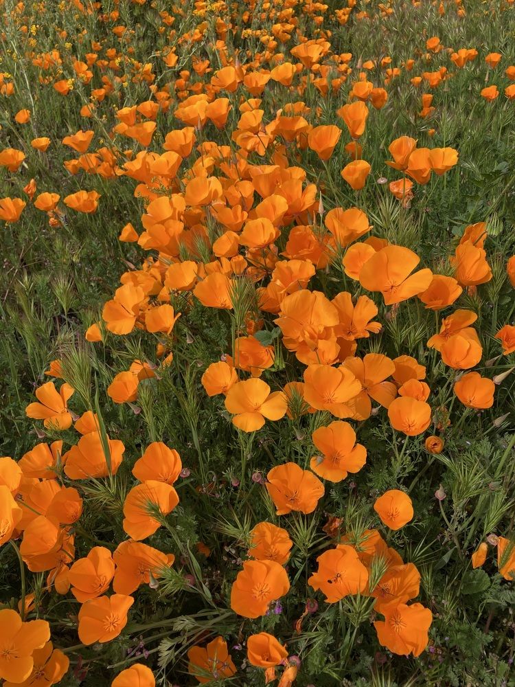 Фотография автора Елена