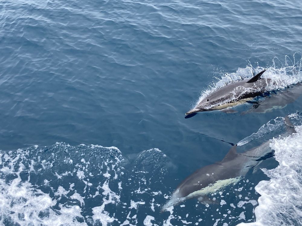 Фотография автора Елена