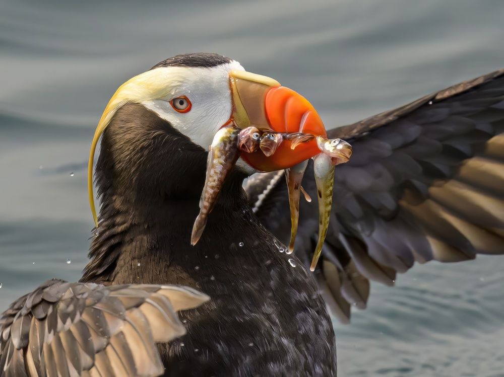 Photograph by Sergey Puponin