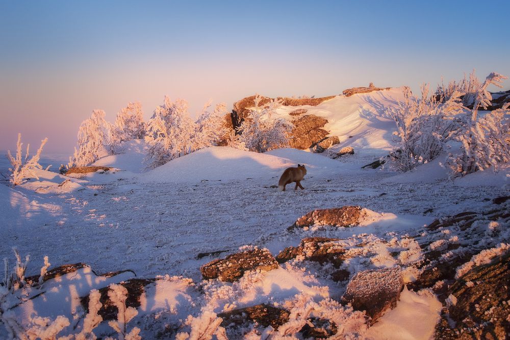 В тиши рассвета...
