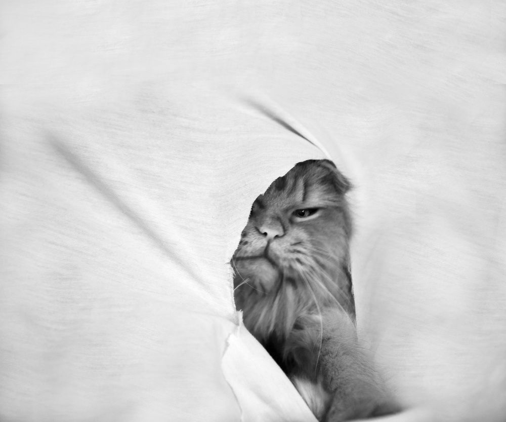 Photograph by Ava Nasiri