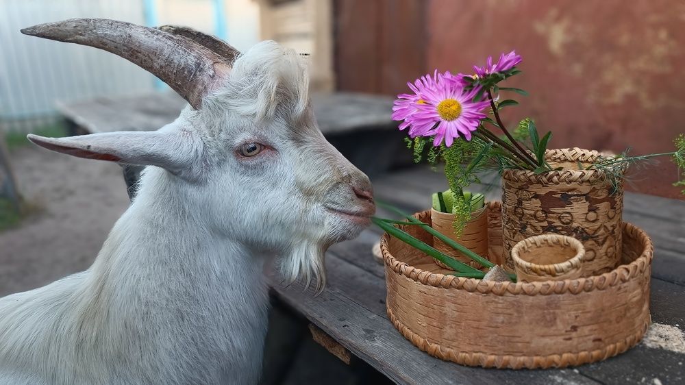 Вкусный был натюрморт