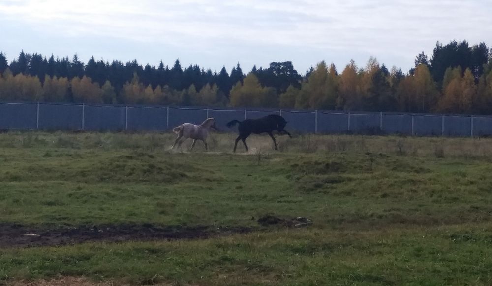 Фотография автора Геннадий Коробов