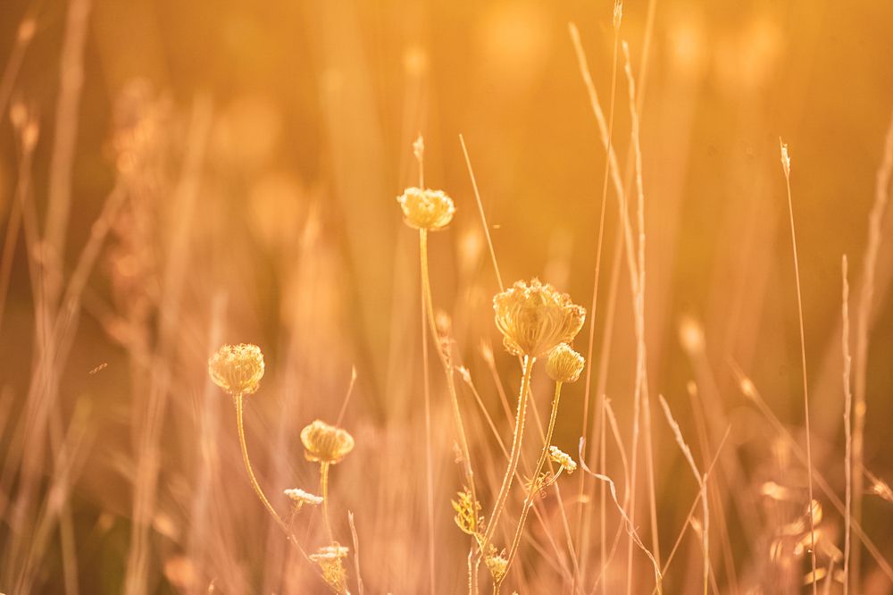 Photograph by Elena Koleva