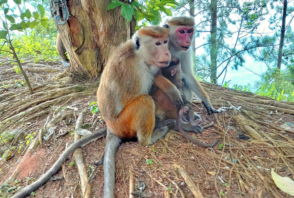 Макаки с потомством