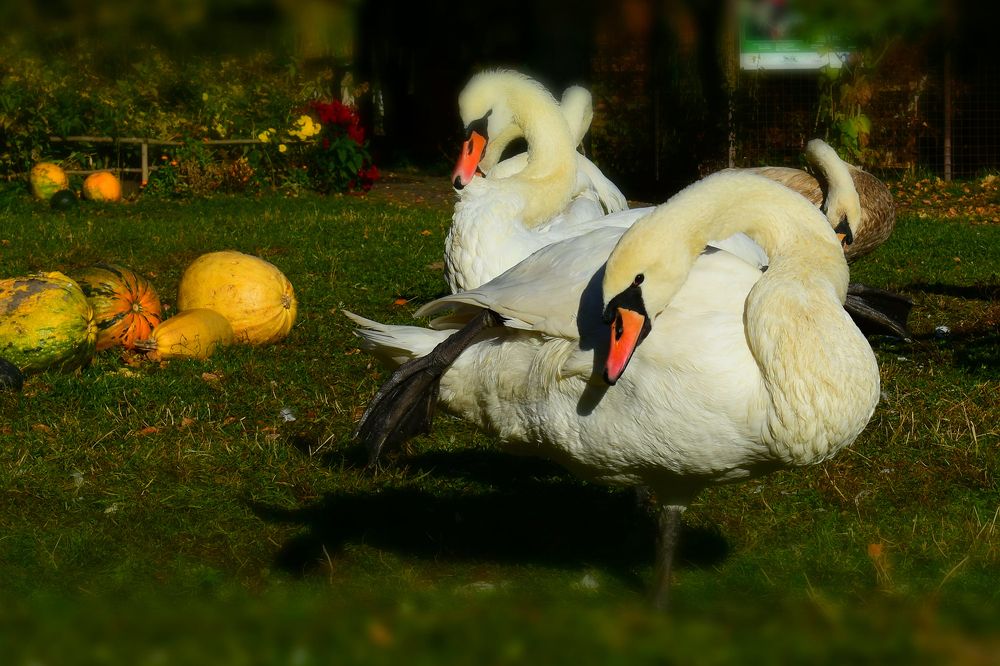 Photograph by Олена Лукашевич
