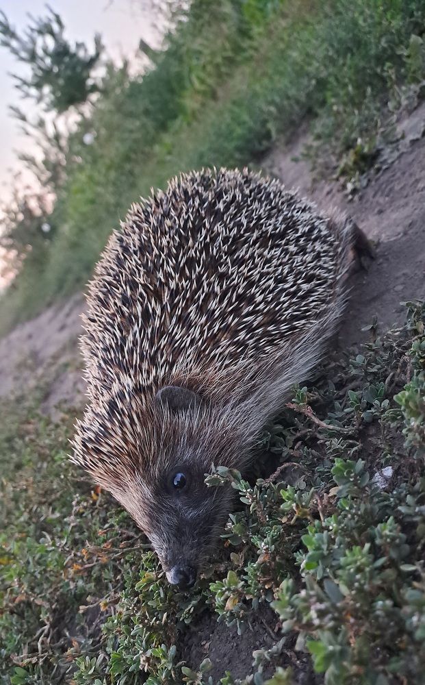 Photograph by Николай Худяков