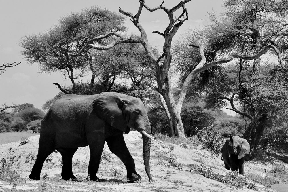 Photograph by Олег Банковский