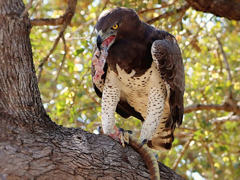 Photograph by Jacques Nel