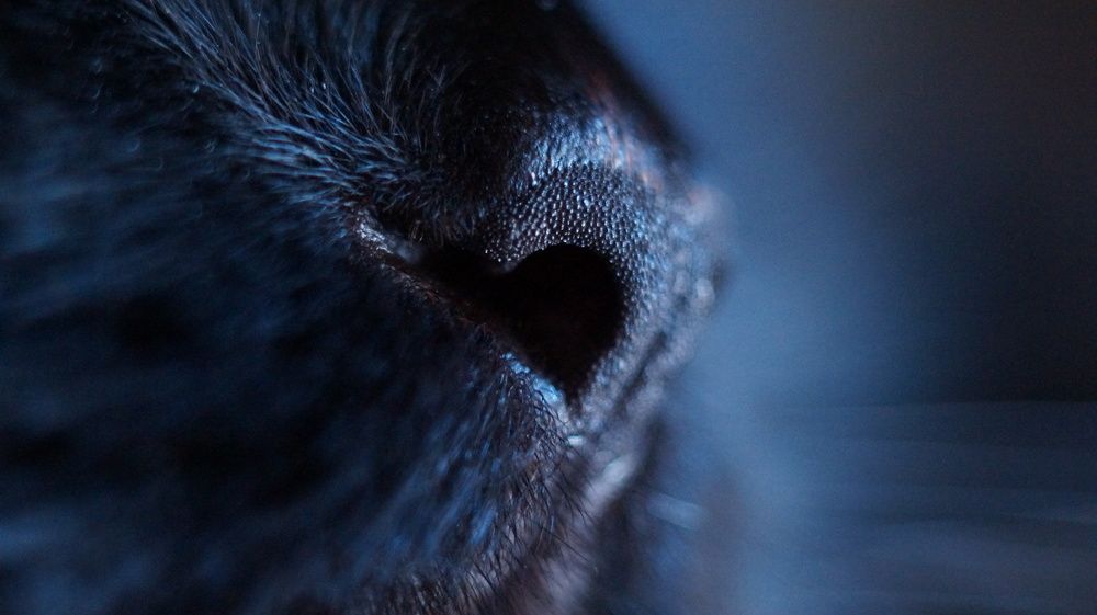 Photograph by Лиза Малыгина