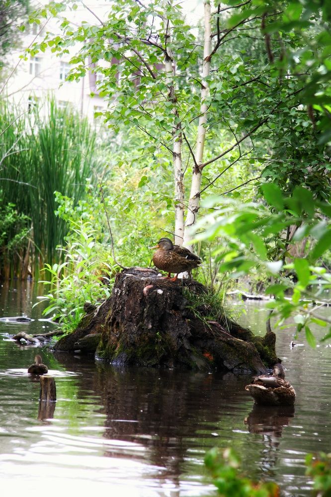 Photograph by Жанна Цветкова