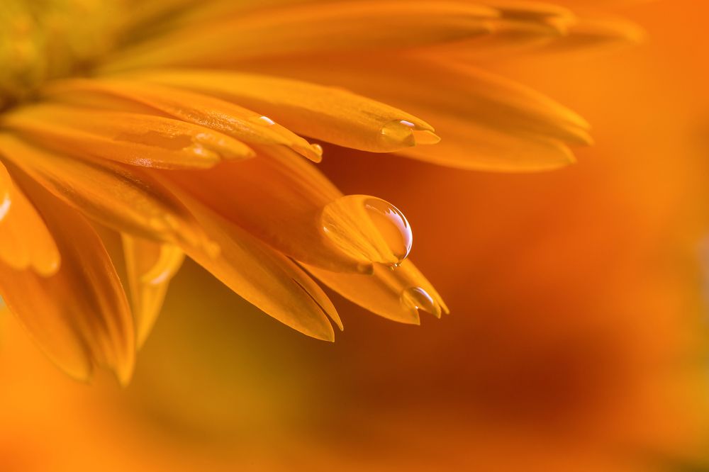 Photograph by Ирина Толокновская