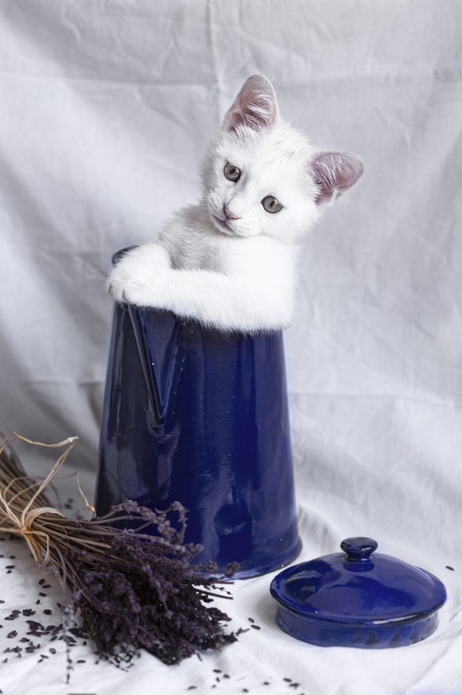 Photograph by Oksana Zedgena