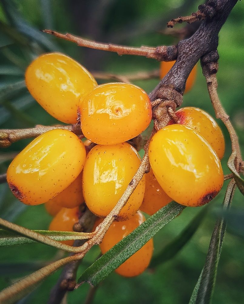 Photograph by Ольга Мартьянова