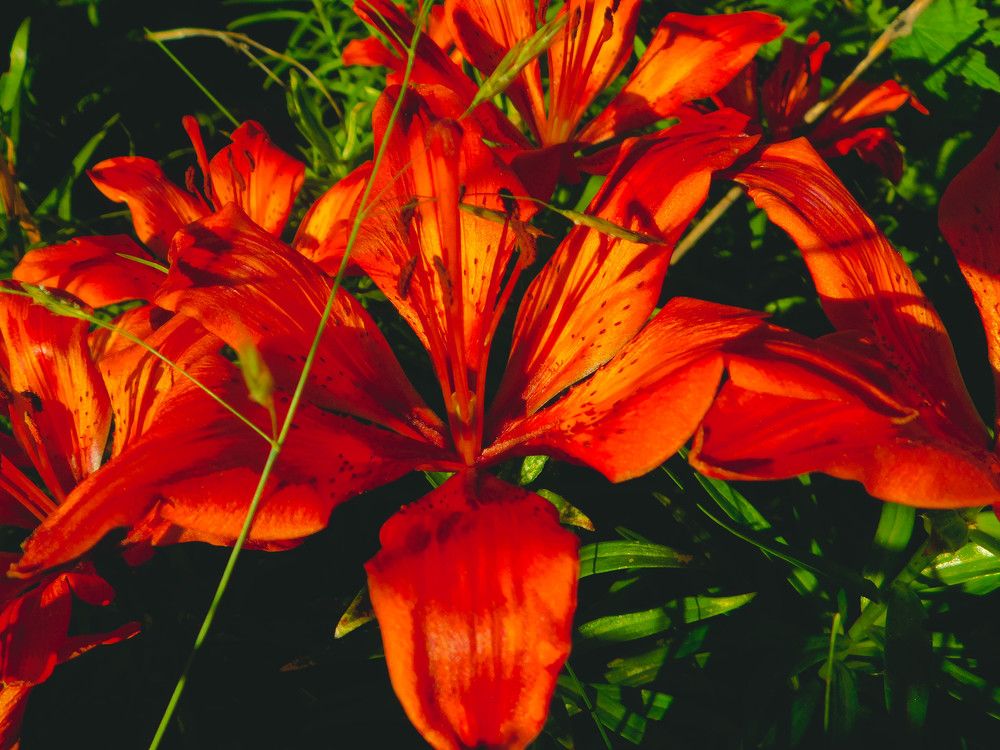 Photograph by Анна Сухарева