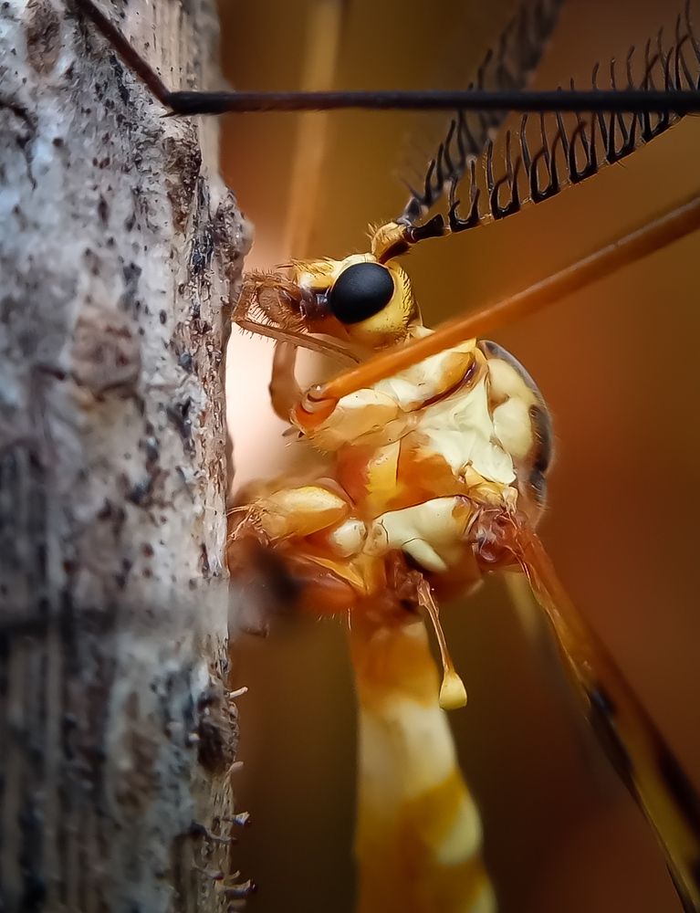 Photograph by Thimira dinisuru