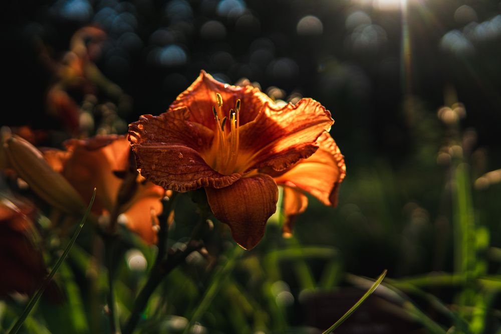 Photograph by Lisa Buzova