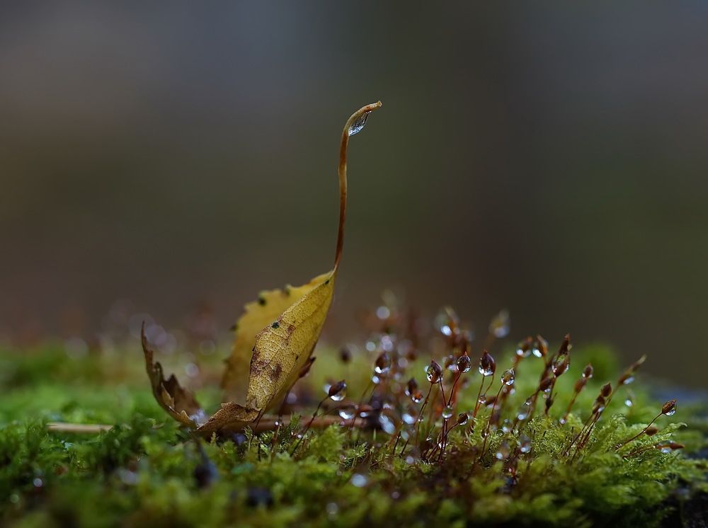 Photograph by Анатолий Васильев