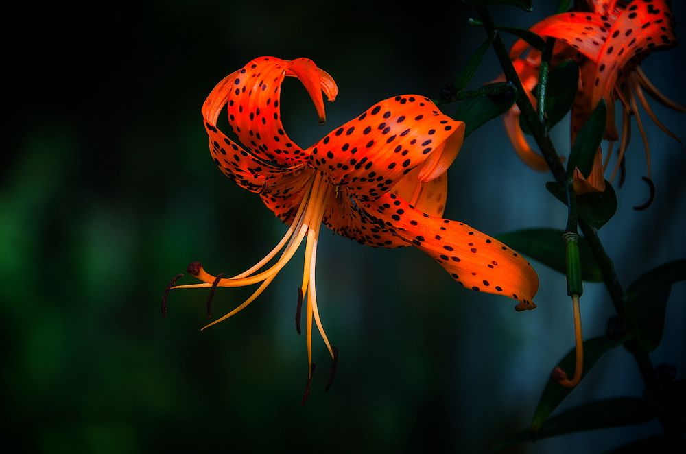 Photograph by Даниил Марков