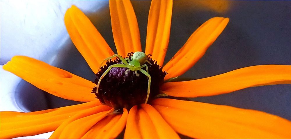 Photograph by Ольга Тихонова