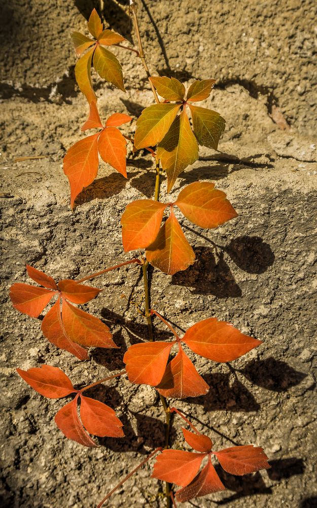Фотография автора Milena Ivanova