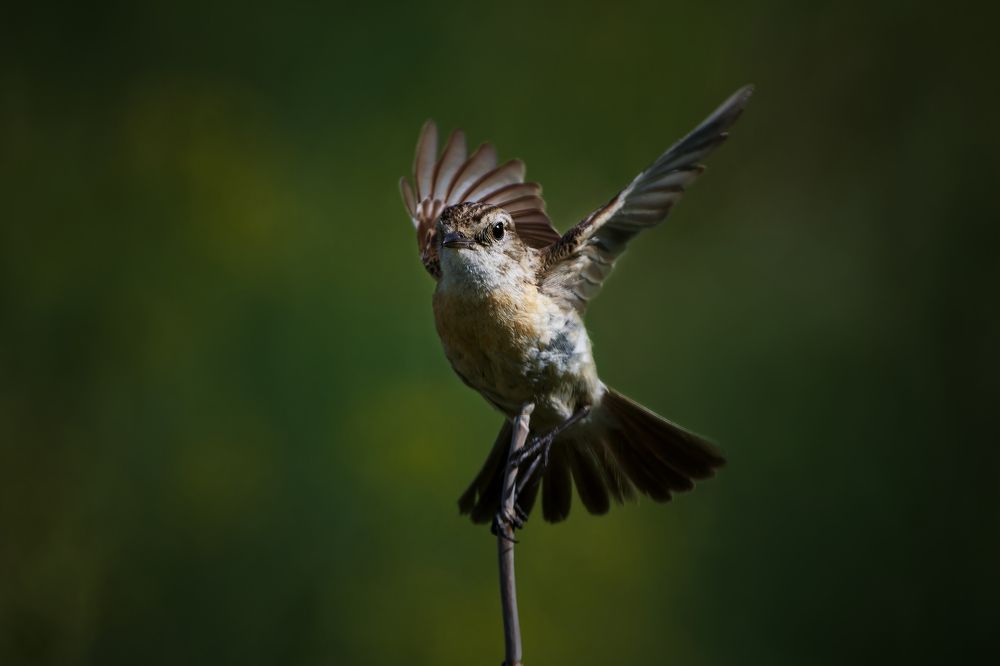 Photograph by Александр Перегудов
