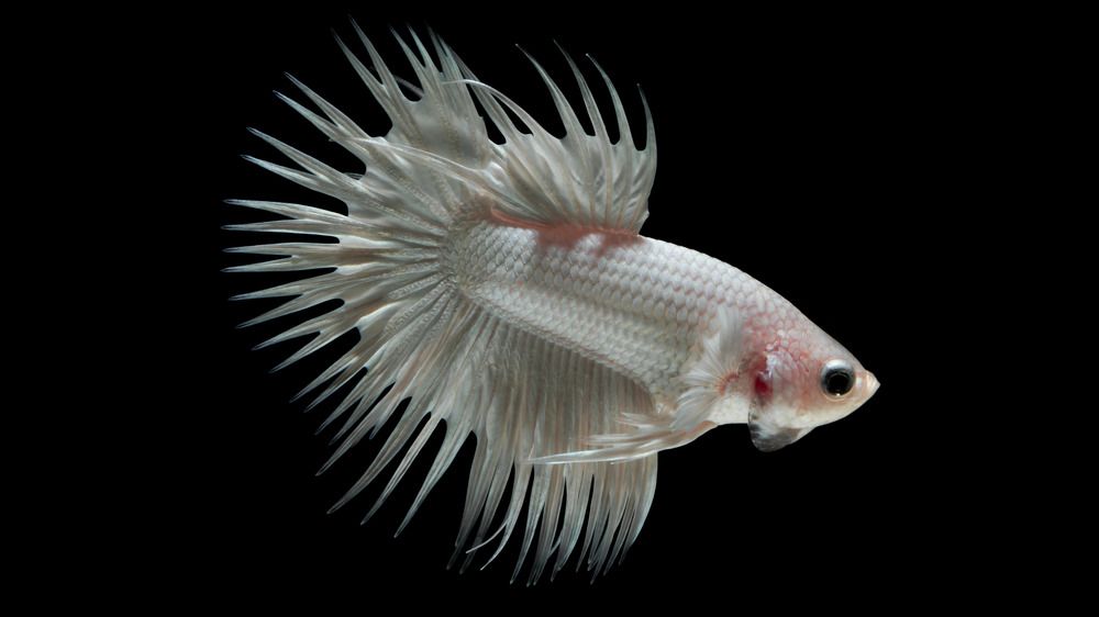 Pure White Crowntail Betta