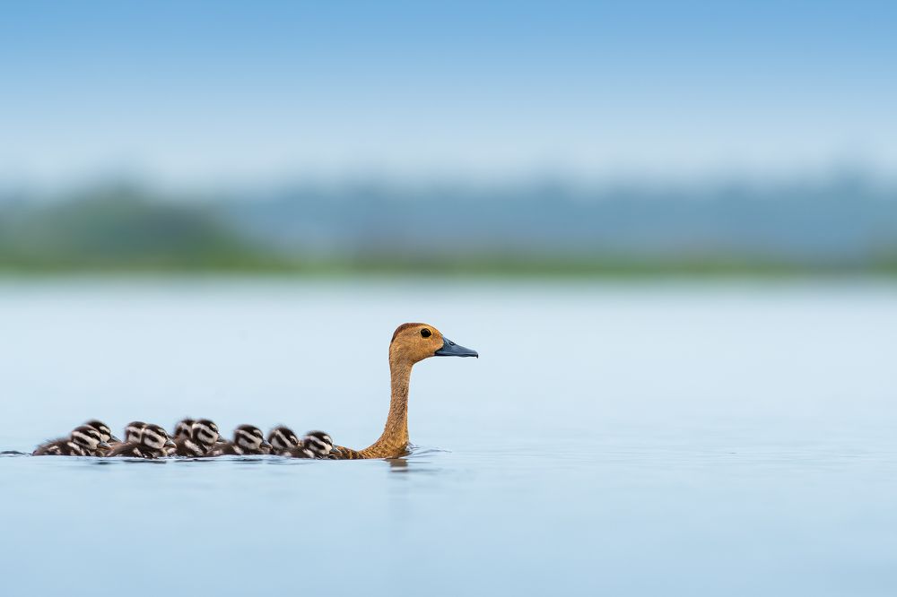 THE LONG TRAIL IN WETLAND