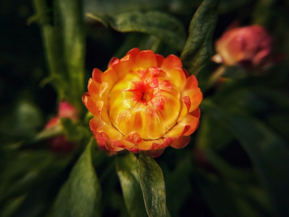 Photograph by Souvik Bhattacharyya