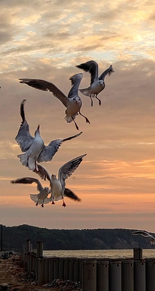 Photo #9428495
