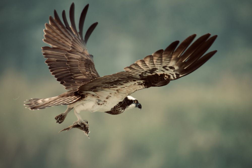 Фотография автора BIPLAB MISRA