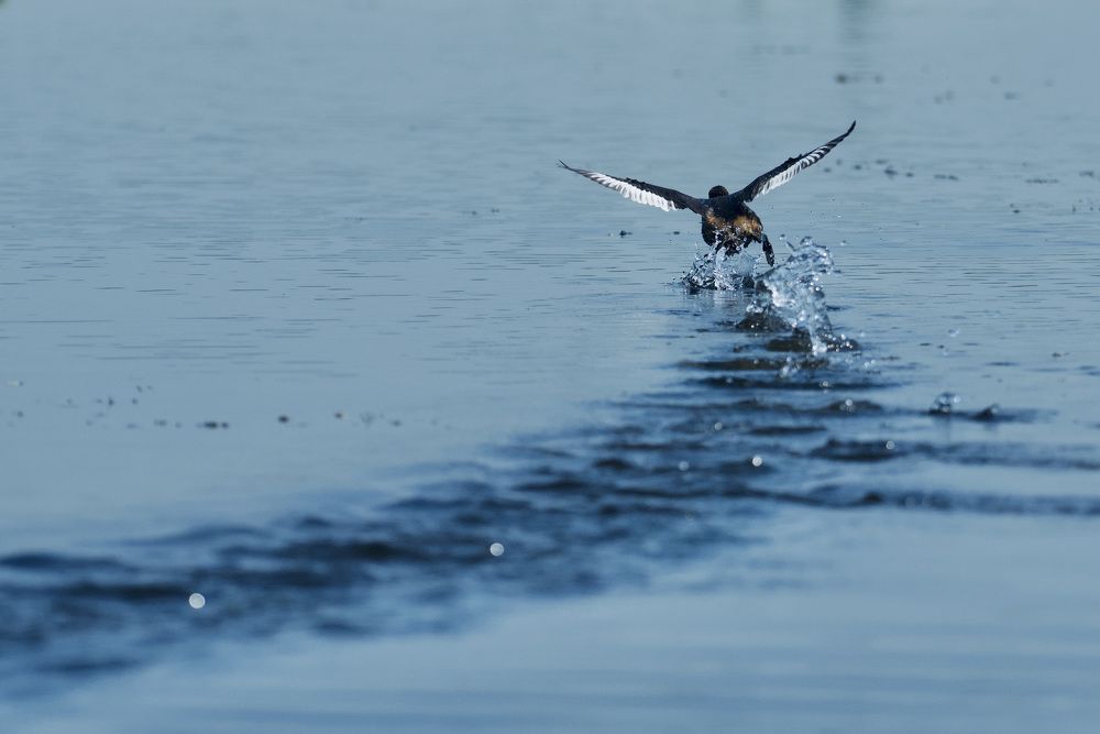 Фотография автора BIPLAB MISRA